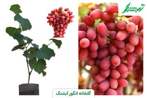 نهال انگور کریمسون