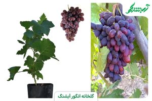 نهال انگور کندری