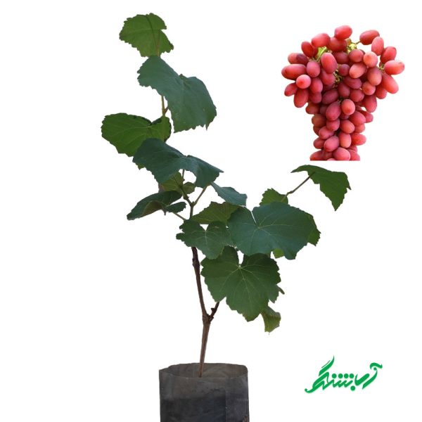 نهال انگور کریمسون